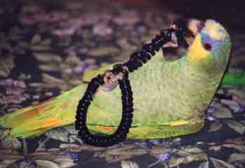 Coco, Amazon parrot
