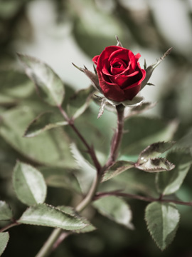 bad romance abuse, tell someone, flower, rose