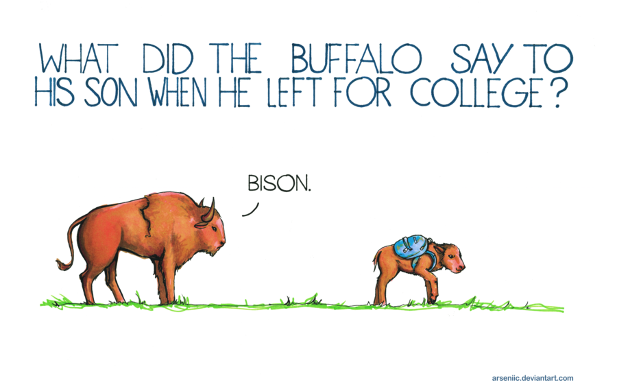 bison joke
